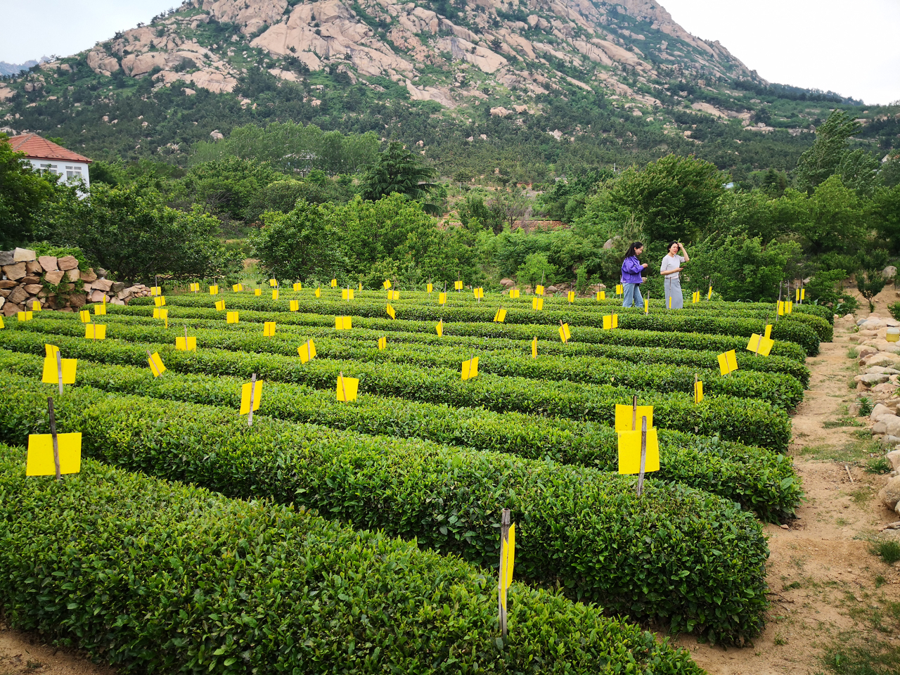 双江县抓好茶叶初制规范达标促进茶叶产业健康发展