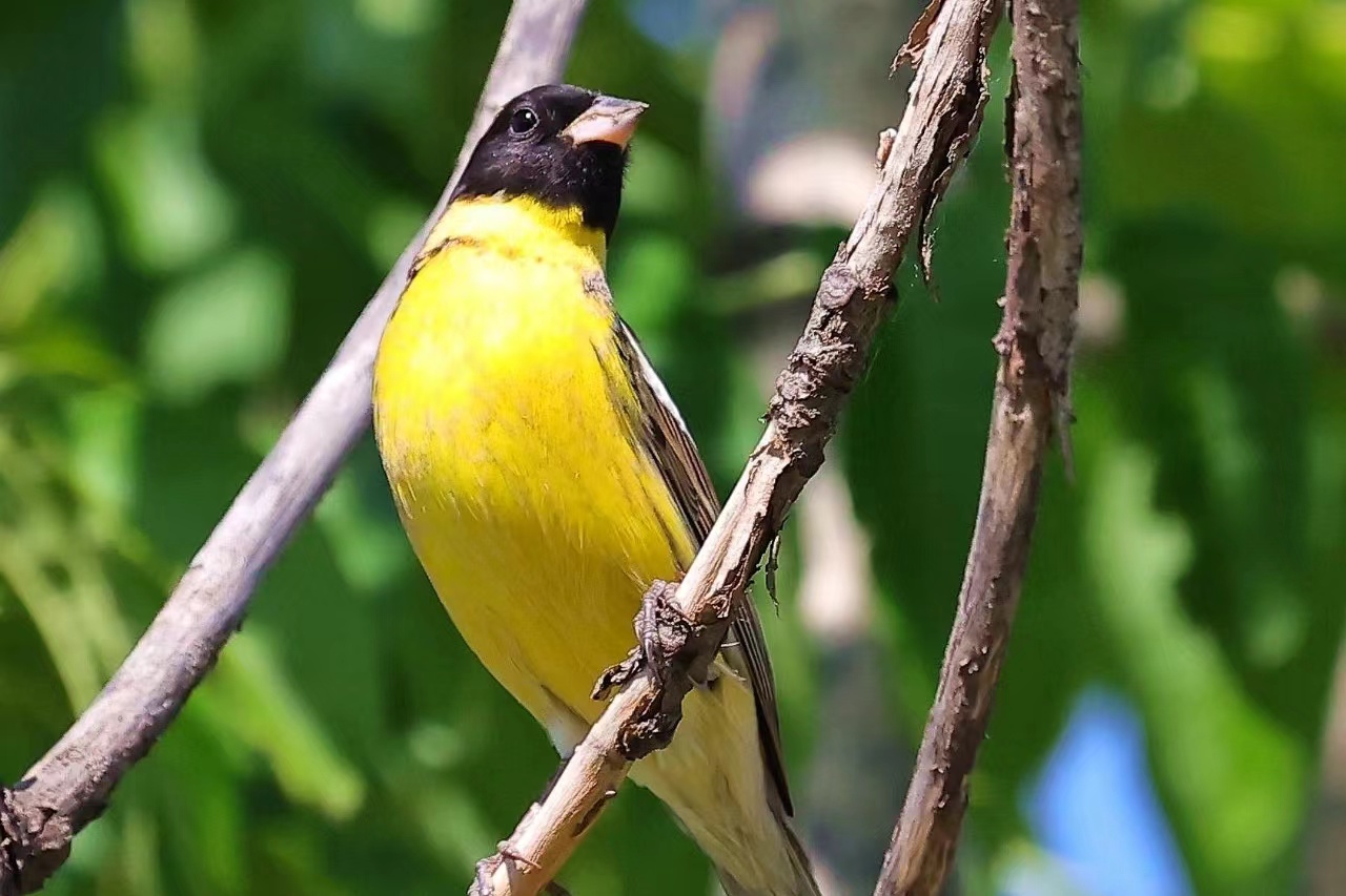 从7000公里外飞来 深圳光明区首次记录珍稀鸟类黄胸鹀
